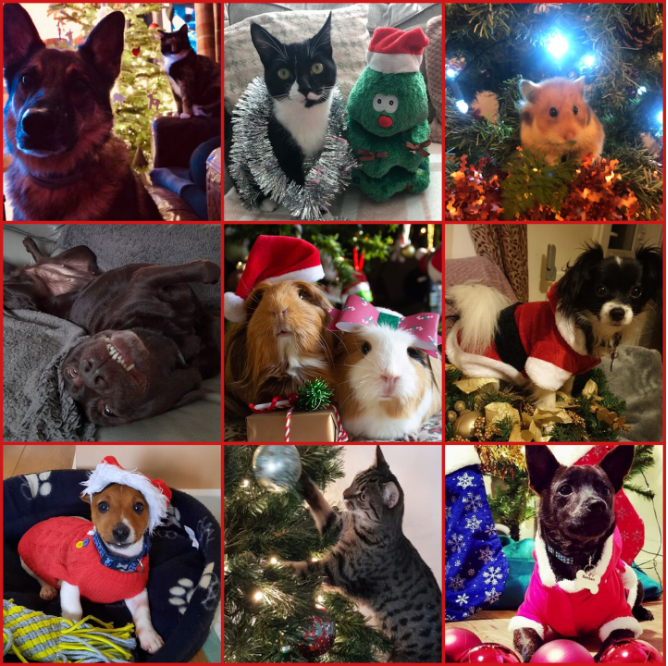 Name:  FestivePets.PNG
Views: 216
Size:  1.20 MB