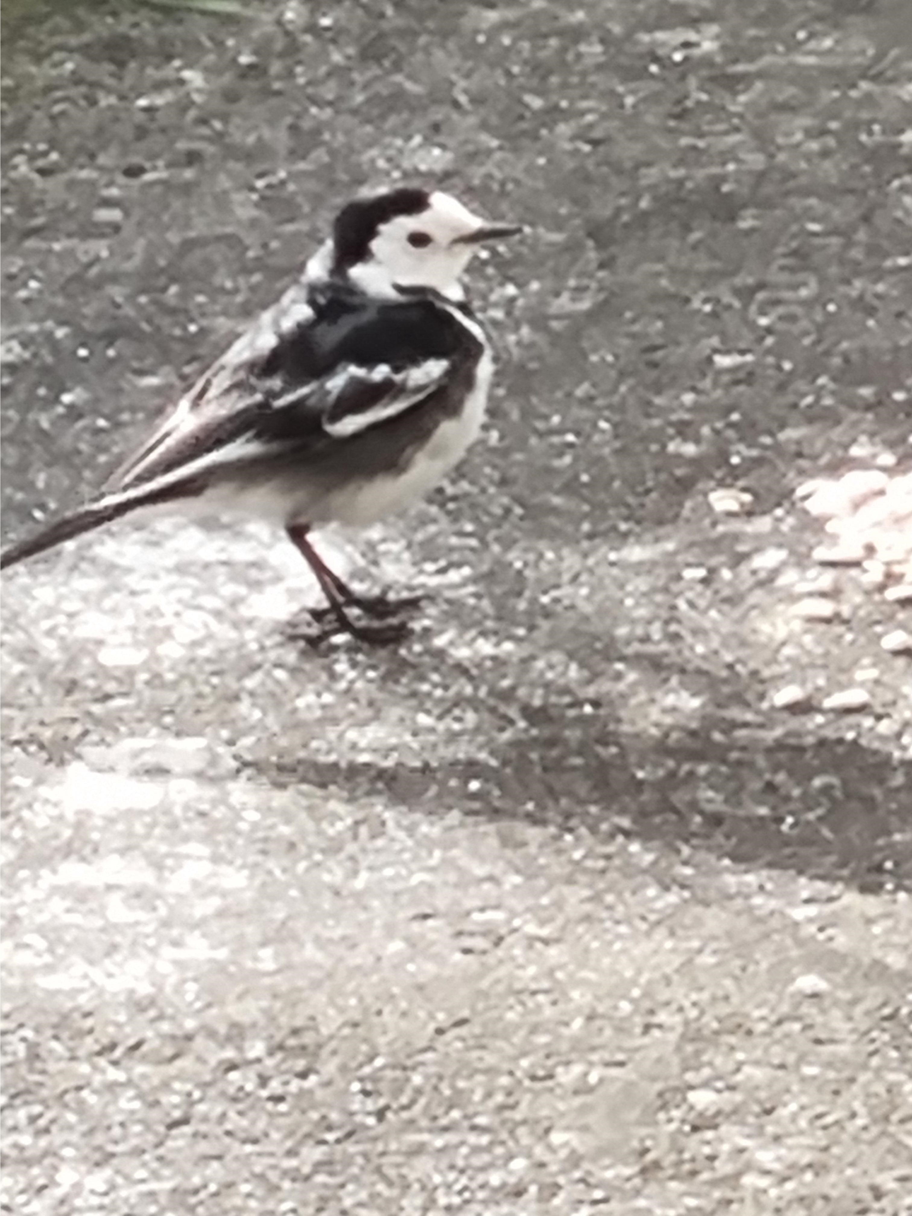 Name:  Bird1.jpg
Views: 47
Size:  1.07 MB
