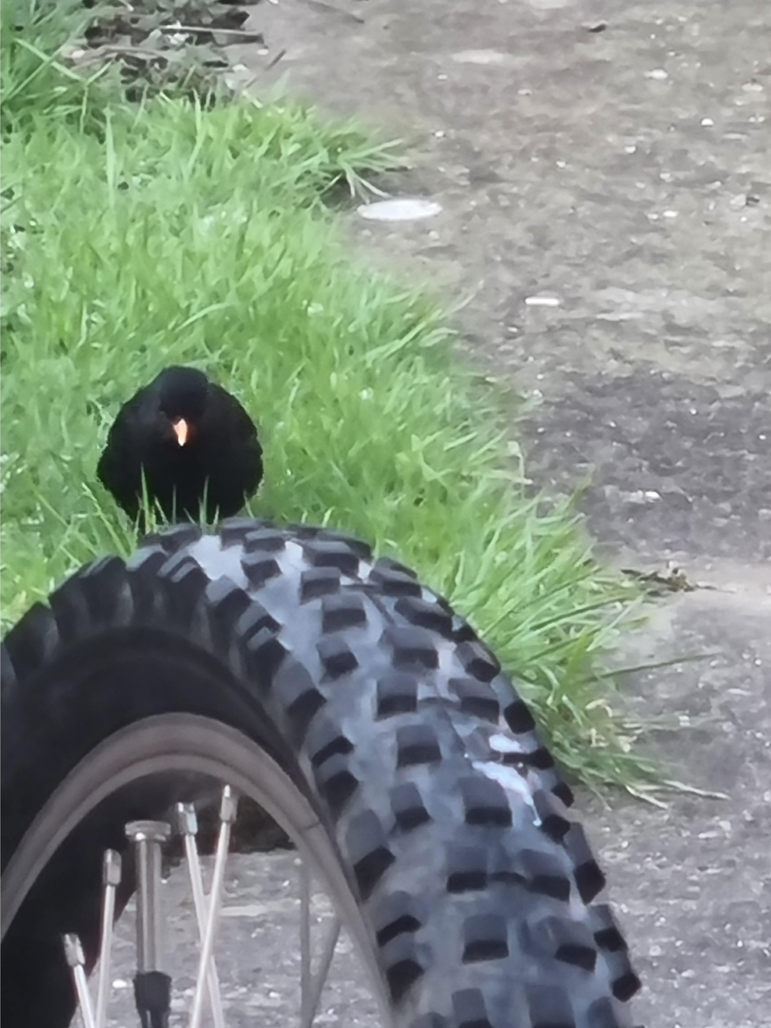 Name:  Bird4.jpg
Views: 52
Size:  813.3 KB