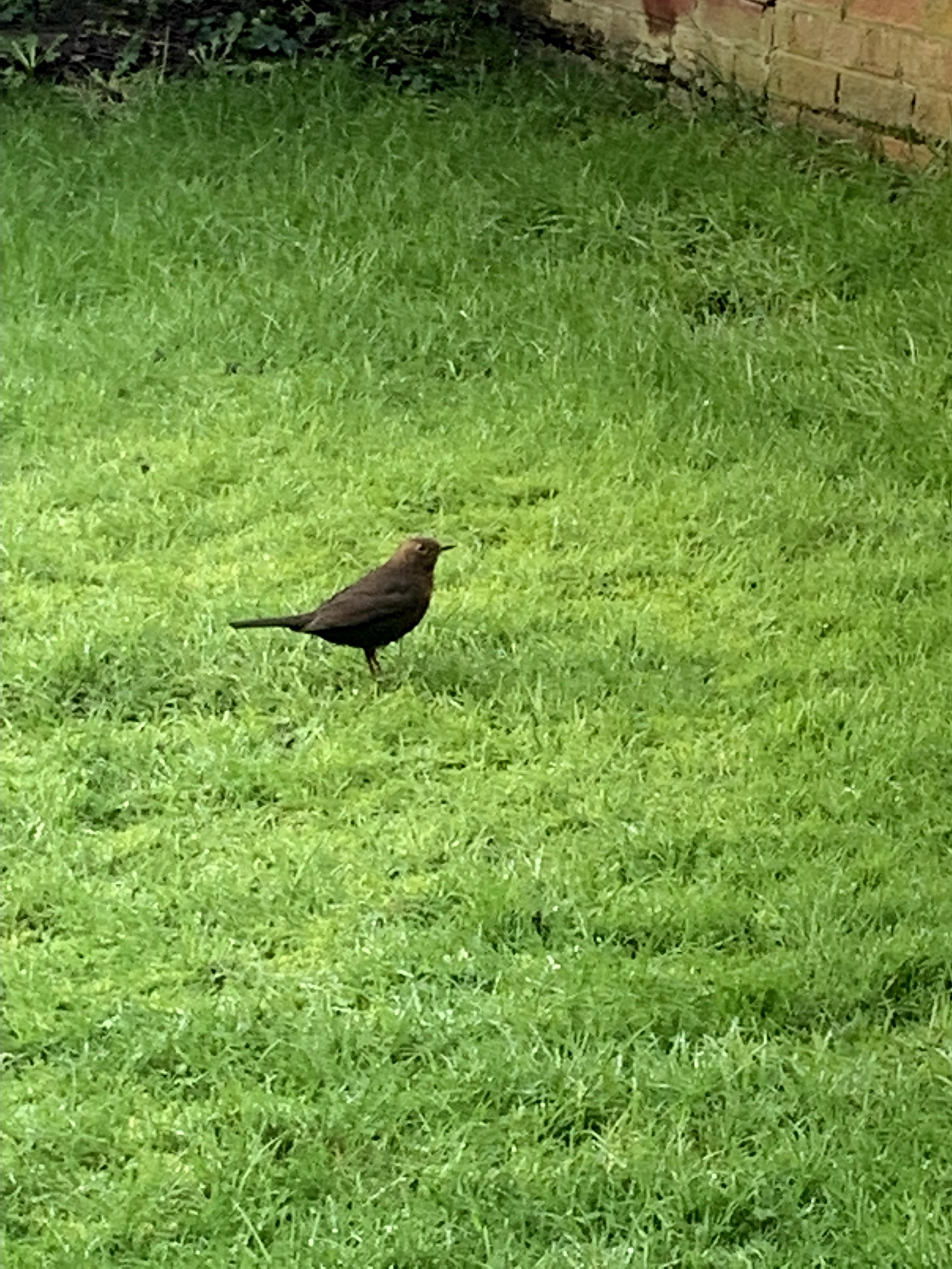 Name:  Bird5.jpg
Views: 50
Size:  1.56 MB